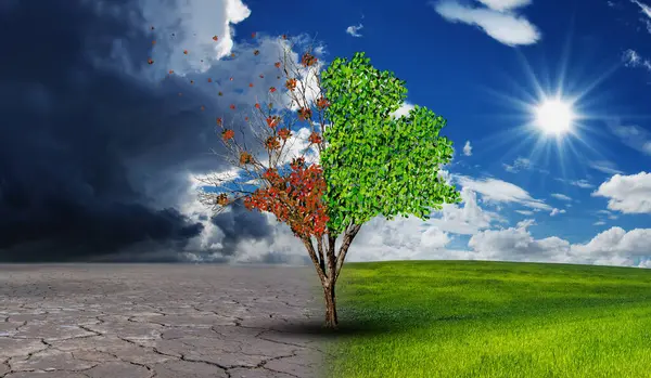 Çevresel ve küresel ısınma kavramları, Canlı ve ölü büyük ağaç