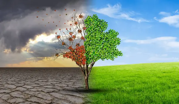 Çevresel ve küresel ısınma kavramları, Canlı ve ölü büyük ağaç