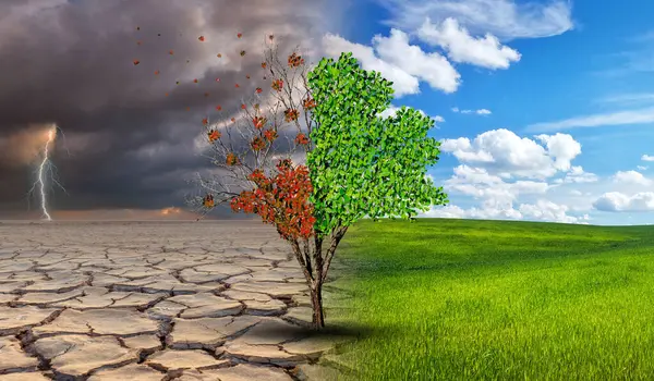 Çevresel ve küresel ısınma kavramları, Canlı ve ölü büyük ağaç