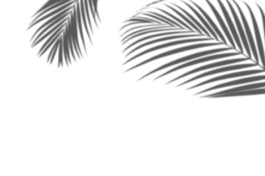 Beyaz bir duvardaki gölge palmiye yapraklarının soyut arkaplanı. Beyaz ve Siyah