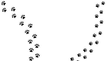 Paw vektör ayak izi ayı. Tişörtler, arka planlar, desenler, tasarım, tebrik kartları, çocuk baskıları vs. için oyuncak ayı silueti şeklindeki çapraz izler. Bu fırça, herhangi bir iz çiz..