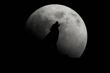 Kurt aya karşı uluyor. Küçük boy kurt.