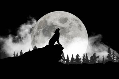 Kurt aya karşı uluyor.