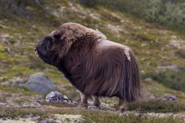 Kanada, Yukon 'da misk öküzü.