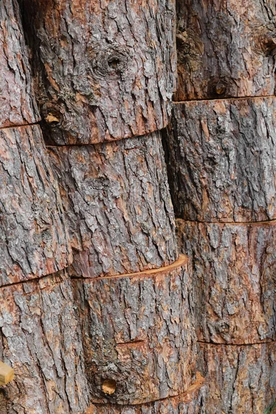 自然切割的冷杉原木堆在一起 — 图库照片