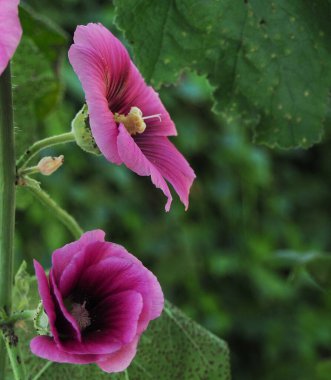 Sıradan Holly Rehber Çiçeği. Alcea rosea.