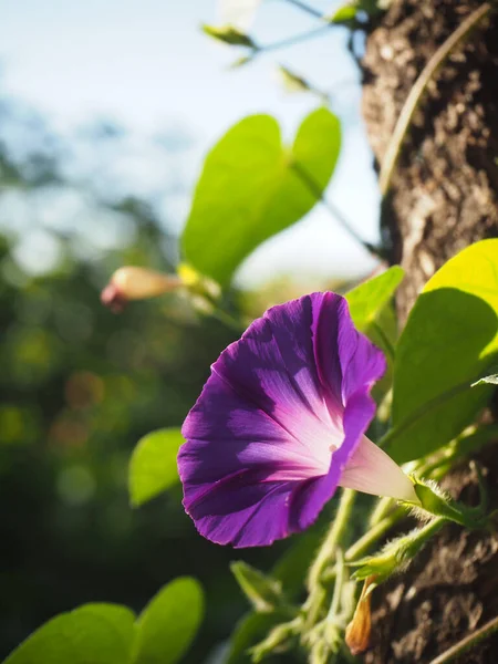 Purple morning glory. Common morning glory facing the sun.Covering right side of the picture.