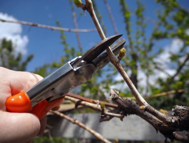 Bahçıvan üzüm dallarını budama makası ile buduyor. Kuru üzüm makasıyla filizleniyor.