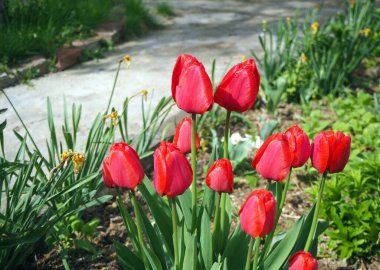 Yolun kenarında kırmızı laleler var. Kırmızı çiçeğe su damlaları