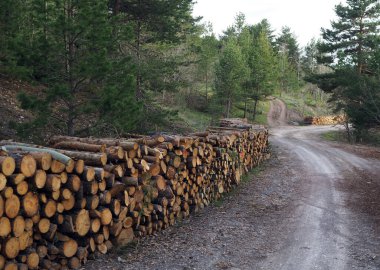 Ağaçlar hayatlarını tamamladıkları gibi ormandaki kütüklere kesilir. Yakacak odun yığını. Kütük yığını.