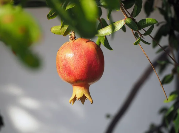 Ett Rött Granatäpple Moget Trädet — Stockfoto