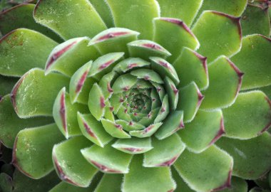 Echeveria bitkisi. Kaktüs bitkisi duvar kağıdı. Lezzetli kaktüs desenleri. Yeşil kaktüs yapraklarını kapatın. Sulu çiçeğin üst görünümü. Tidewater yeşil arkaplan