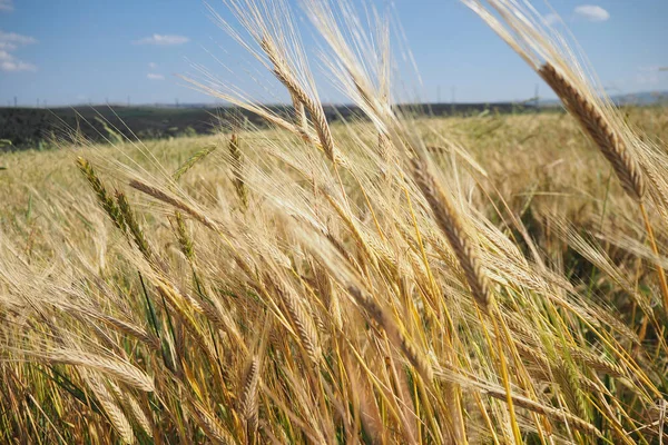黄金の小麦畑 夏のコムギ畑 収穫時期 — ストック写真