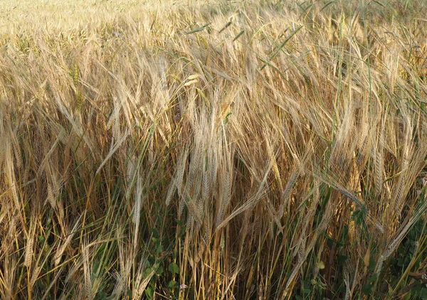 Пшеничное Поле Летом Время Сбора Урожая Золотое Пшеничное Поле — стоковое фото
