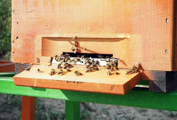 Медовые Пчелы Бегут Перед Улеем Выбранный Фокус — стоковое фото