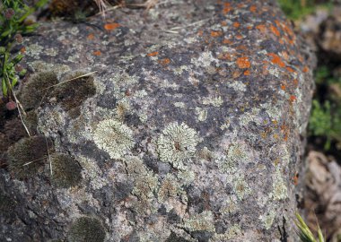 Granit yosun, doğada kaya yosunu olarak da bilinir. Yosun kaplı taş duvar.