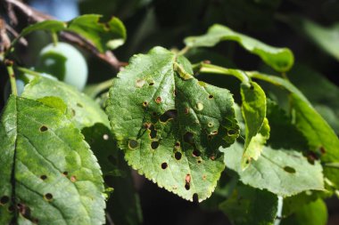 Yaprak bitleri tarafından yenen erik yaprakları. Meyve yapraklarında kurşun deliği hasarı. Yaprak hastalığı. Erik yapraklarında kahverengi delikler.