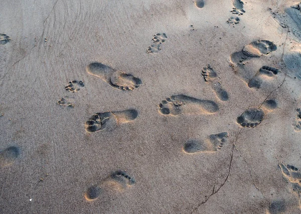 Human and dog footprints on the sand