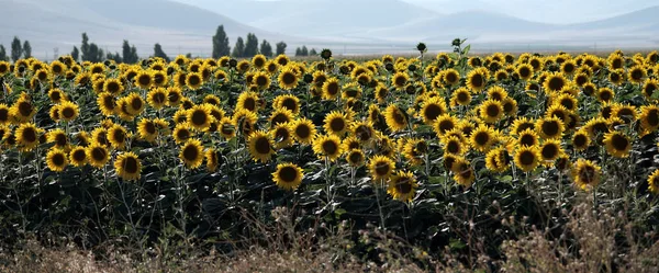 Sunflower field header. Sunflowers with back sunlight.