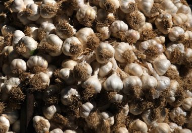 Bir avuç sarımsak. Taze toplanmış sarımsak.. 