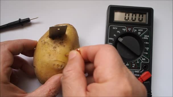 生物电池 用马铃薯发电 用伏特计测量 以毫伏为单位的电压 电气实验 — 图库视频影像