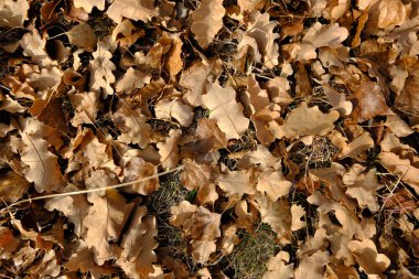 Yerde kurumuş ve düşmüş meşe yaprakları. Meşe ağacı dokusu.