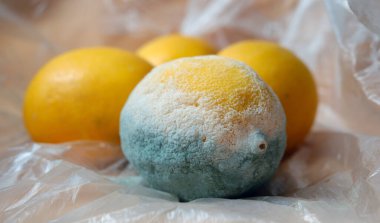 Küflü limon. Yenmez ve çöpe atılması gereken çürük meyveler. Küflü meyveler. 