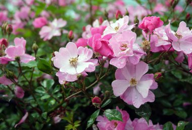 Rosa polyantha, gülgiller (Felidae) familyasından bir gül türü..