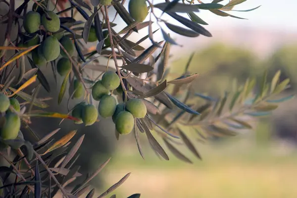 Meyveleri salkım salkım dizili bir zeytin ağacına,.