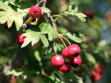 Crataegus monogyna. Yaygın diken, tek tohumlu şahin ya da tek tohumlu şahin dikeni