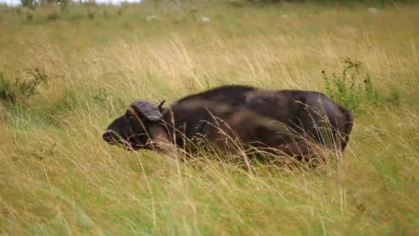 Afrikaanse Buffels Grazen Het Gras — Stockvideo