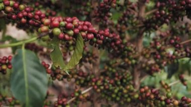 Ruanda Afrika 'da bir kahve bitkisinin üzerinde olgun kahve meyveleri ya da kirazlar