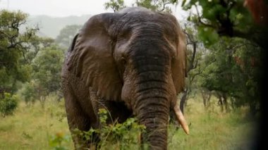 Ruanda 'da vahşi Afrika filleri yağmurda ot yiyorlar.