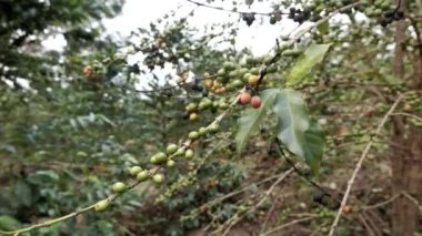 Ruanda Afrika 'da bir kahve bitkisinin üzerinde olgun kahve meyveleri ya da kirazlar