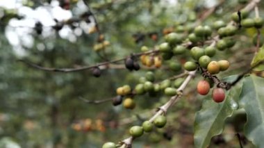 Ruanda Afrika 'da bir kahve bitkisinin üzerinde olgun kahve meyveleri ya da kirazlar