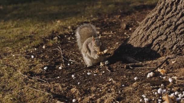 Şehir Parkındaki Bir Ağacın Altında Ekmek Yiyen Şirin Küçük Sincap — Stok video