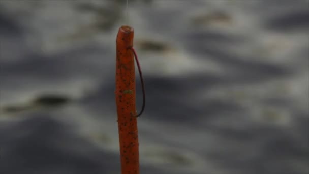 Oranje Visdrijver Voor Een Lokaas Een Meer — Stockvideo