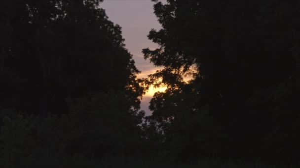 落日在茂密的树上 — 图库视频影像