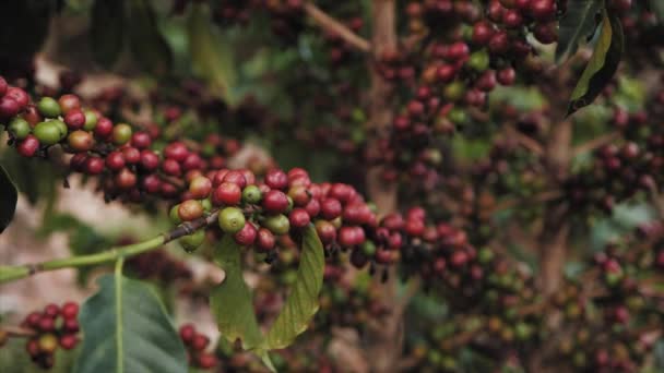 Frutas Café Maduras Cerejas Uma Planta Café Ruanda África — Vídeo de Stock