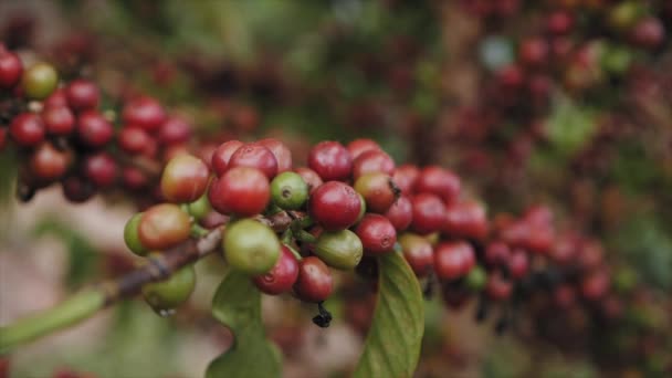 Frutas Café Maduras Cerejas Uma Planta Café Ruanda África — Vídeo de Stock