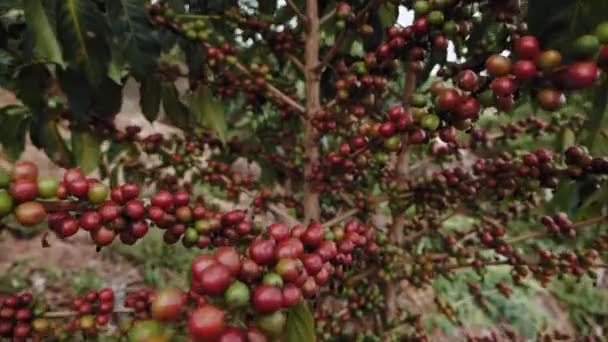 Ruanda Afrika Bir Kahve Bitkisinin Üzerinde Olgun Kahve Meyveleri Kirazlar — Stok video