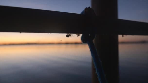 Örümcek Gün Batımında Gün Doğumunda Bir Iskelede Örüyor — Stok video