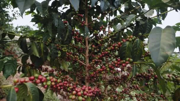 Ώριμα Φρούτα Καφέ Κεράσια Μια Μονάδα Καφέ Στη Ρουάντα Αφρική — Αρχείο Βίντεο