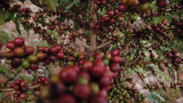 Reife Kaffeefrüchte Oder Kirschen Auf Einer Kaffeepflanze Ruanda Afrika — Stockvideo