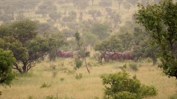 Elefantes Africanos Salvajes Sabana Ruanda Comiendo Hierba Bajo Lluvia — Vídeos de Stock