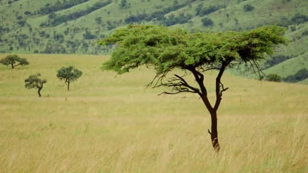 非洲平原或稀树草原上的草海中的孤树 — 图库视频影像