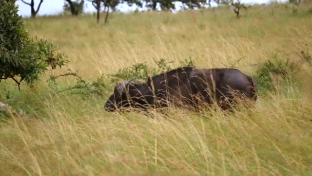 Африканский Буйвол Пасущийся Траве — стоковое видео
