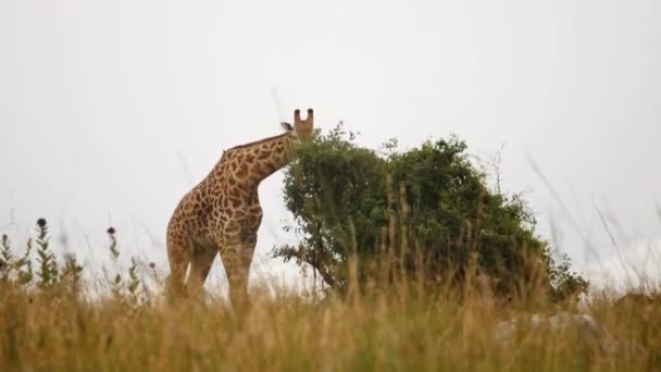 非洲稀树草原上的长颈鹿放牧草 — 图库视频影像