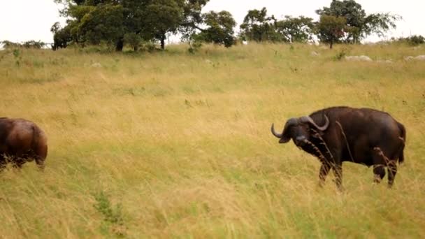 Pâturage Buffle Africain Dans Herbe — Video