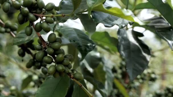 Fruits Café Mûrs Cerises Sur Une Plante Café Rwanda Afrique — Video